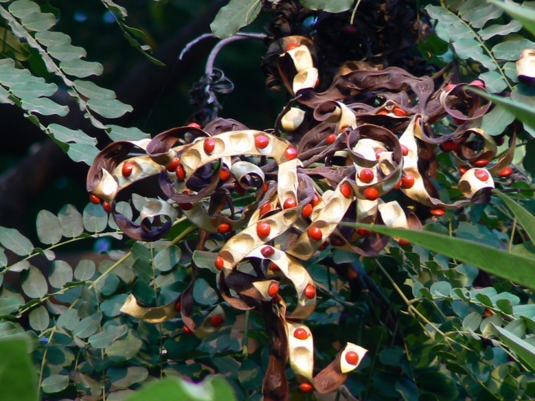 Cây Trạch quạch. Adenanthera Pavonina L., - Cây Thuốc Nam Quanh Ta
